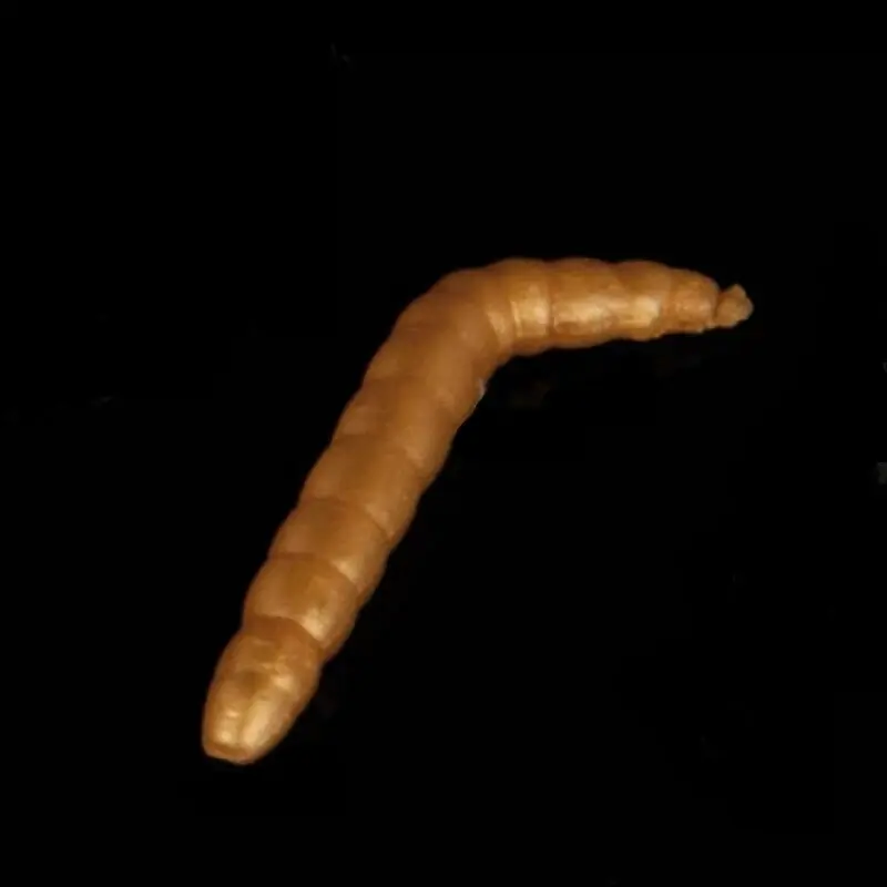 Nejprodávanější SAENGER Gumová nástraha Iron Trout Baco Vzor GO