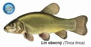 Magnetka Lín obecný Zlevněný