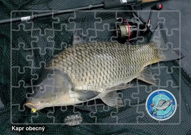Puzzle Kapr obecný Sleva