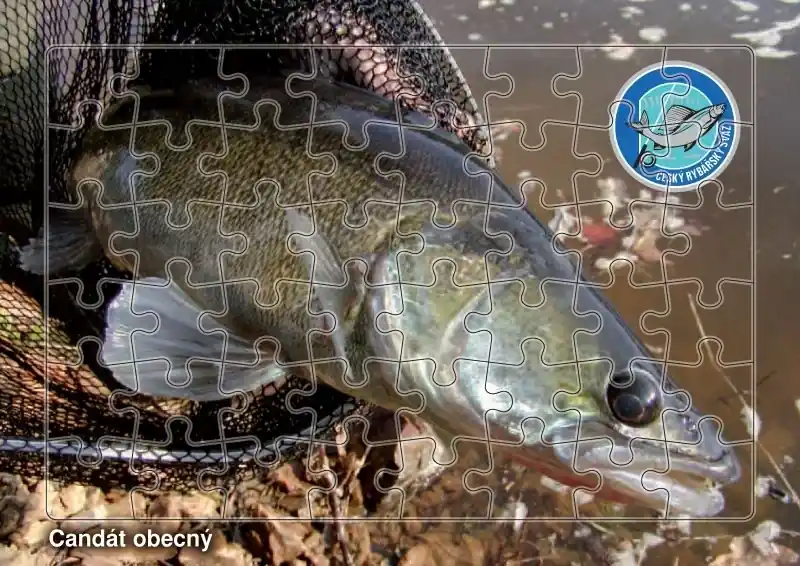 Puzzle Candát obecný Sezónní Sleva