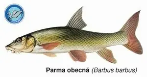 Magnetka Parma obecná Novinka