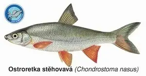 Kup Teď Magnetka Ostroretka stěhovavá