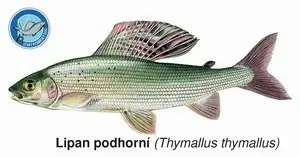 Nakupujte Hned Magnetka Lipan podhorní