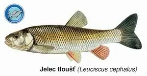 Magnetka Jelec tloušť Nejprodávanější