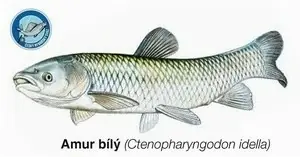 Magnetka Amur bílý Cenově Výhodný