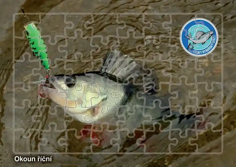 Bezpečná Platba Puzzle Okoun říční