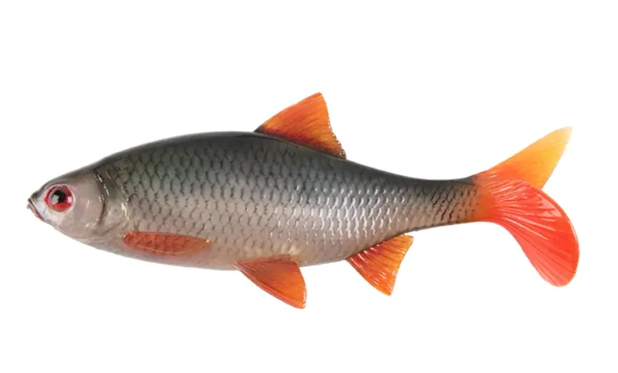Fox Rage Ultra Natural Roach 18cm 62g Vrácení Zdarma