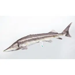 Koupit Online GABY - Polštář Jeseter malý 60cm